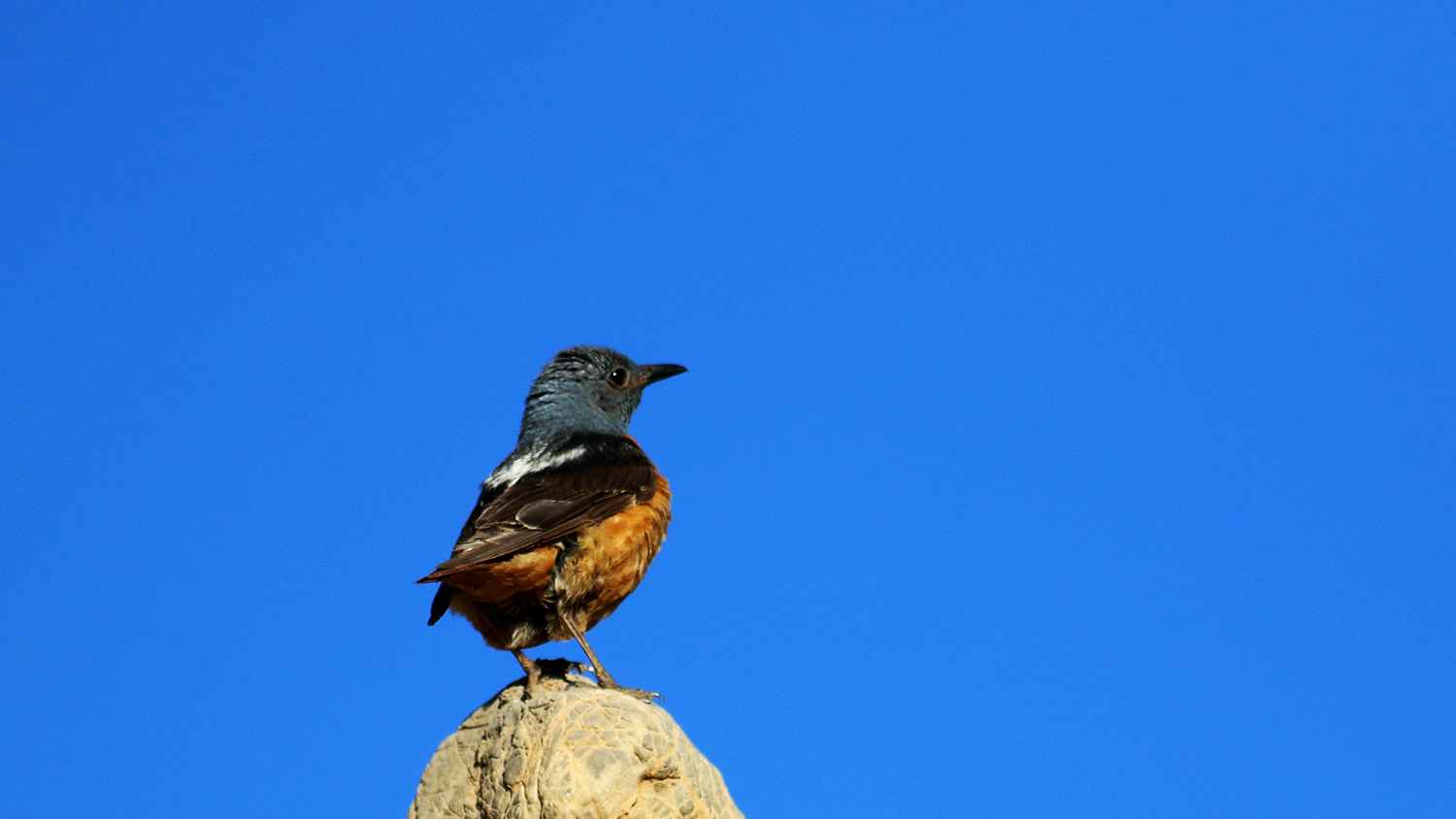 Rufous-tailed Rock-Thrush